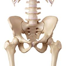 hip replacememnt in indore